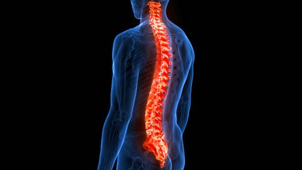 Irvine Spinal Alignment: Key to Health | The Alignment Studio